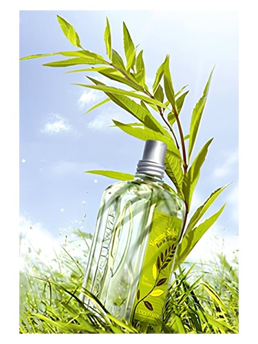L Occitane en Provence Verbena Sun