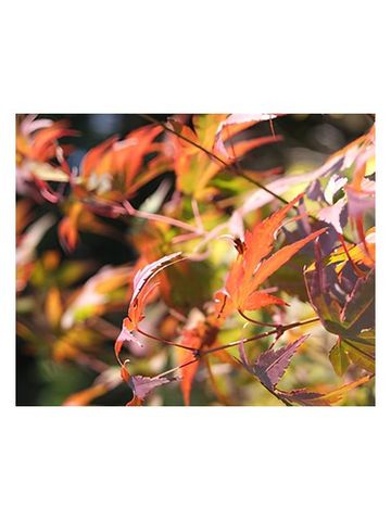 Bud Parfums Autumn fragrance bottle