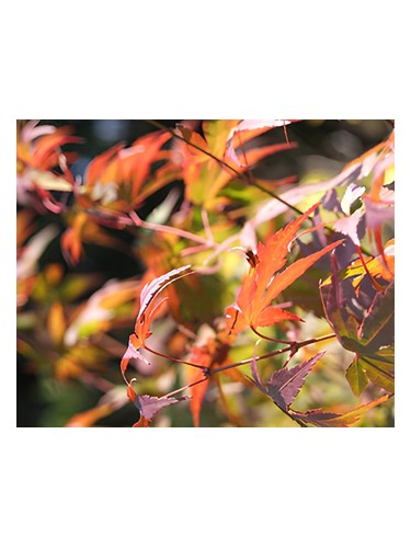 Bud Parfums Autumn fragrance bottle