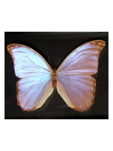 Bud Parfums Butterfly fragrance bottle