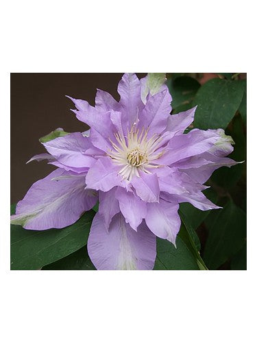 Bud Parfums Fleur De Lilac fragrance bottle