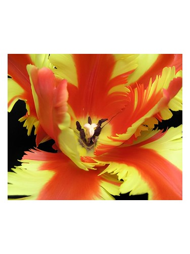 Bud Parfums Jezebel fragrance bottle