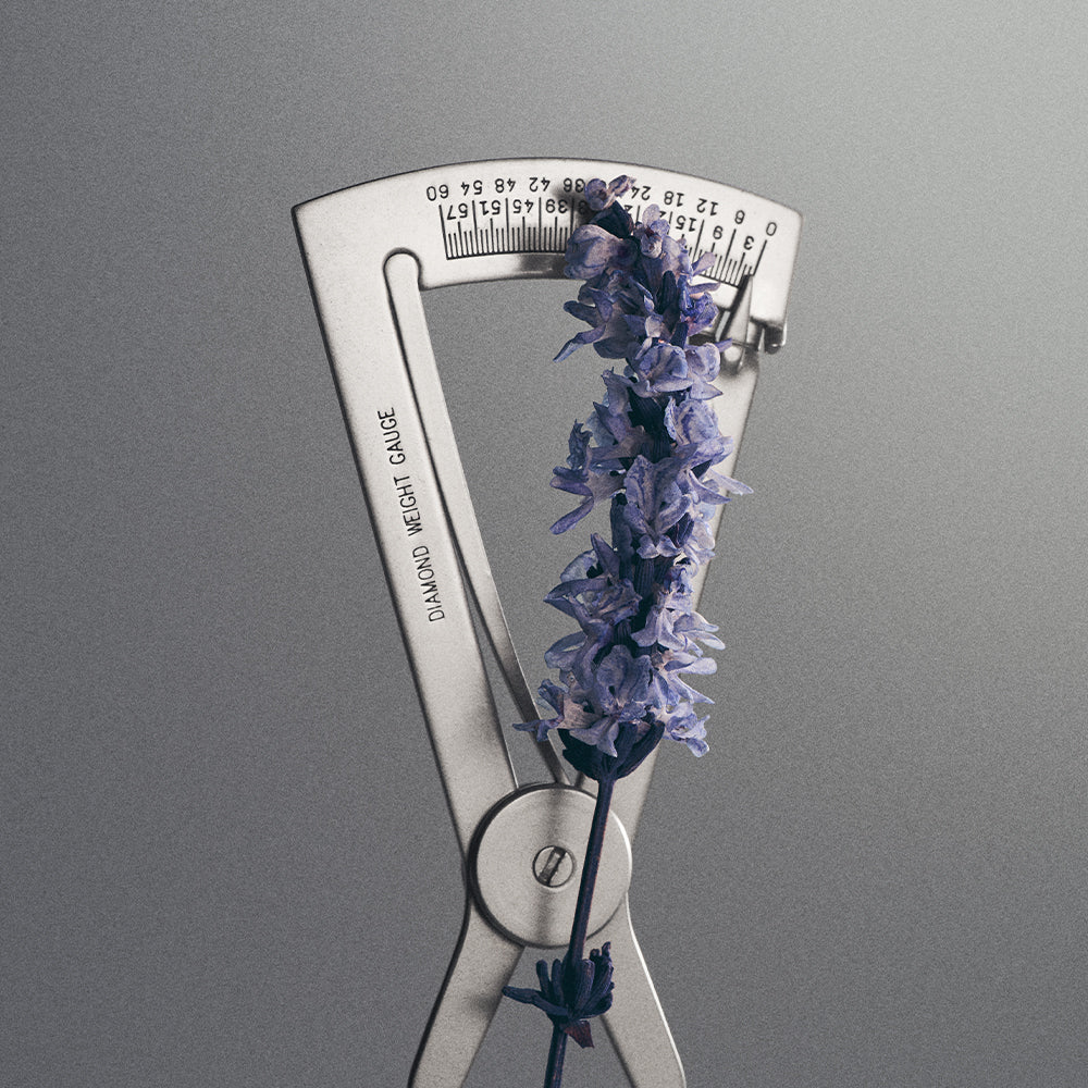 English lavender representing the aromatic heart of Creed Iris Debonair