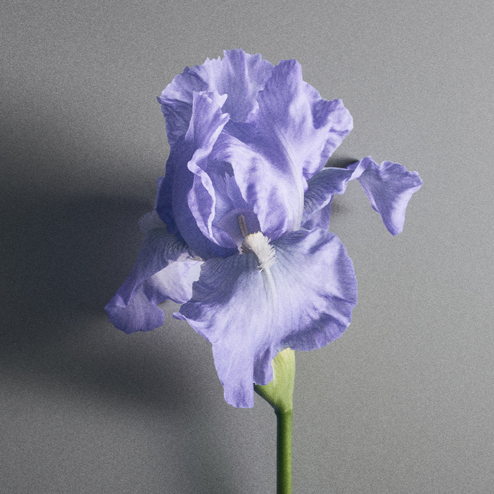 Pale blue iris representing the French iris pallida base of Creed Iris Debonair