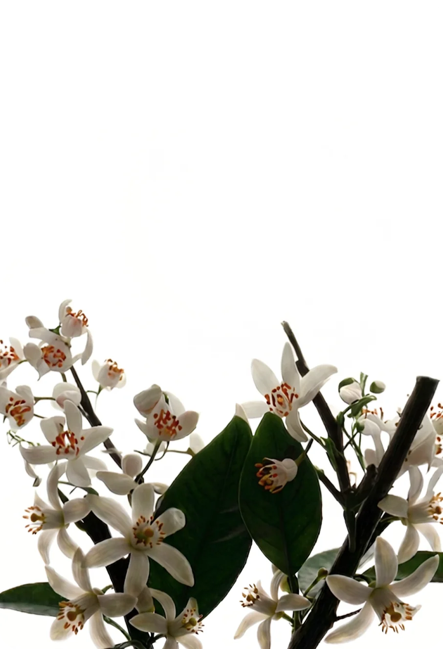 Orange blossoms from the Fleur du Mâle 2026 campaign