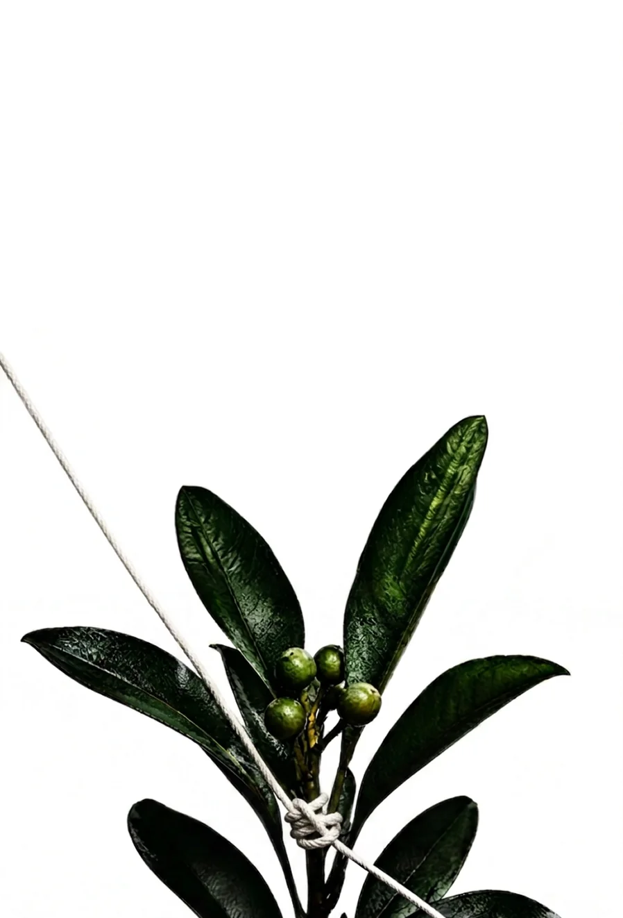 Petitgrain leaves from the Fleur du Mâle 2026 campaign